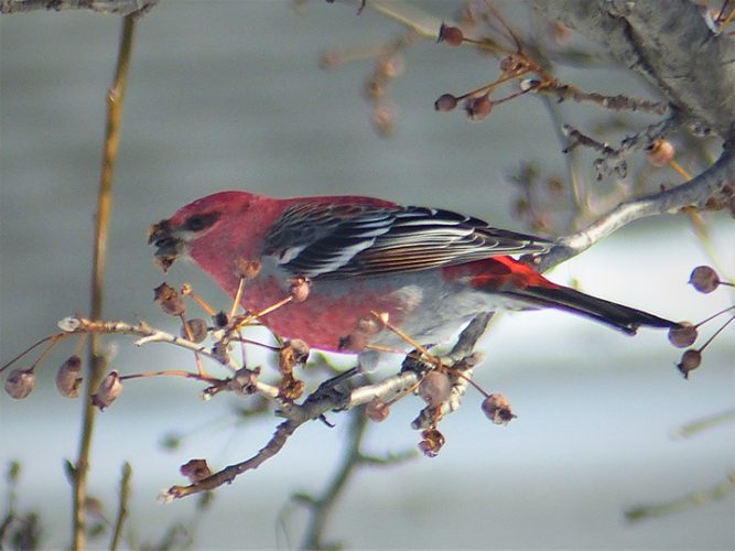 Next week's ALL programs include camera club and birding | News, Sports, Jobs - Vimarsana News